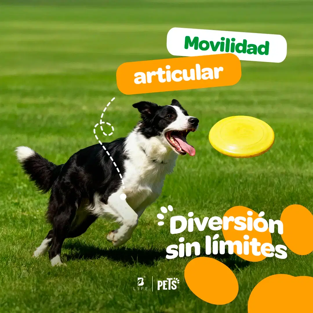 Imagen de Suplemento Articular en Polvo para Perros y Gatos | Con MSM, Colágeno, Omega 3 y Extractos Naturales | 350 g | Sabor Res